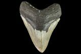 Fossil Megalodon Tooth - North Carolina #109678-1
